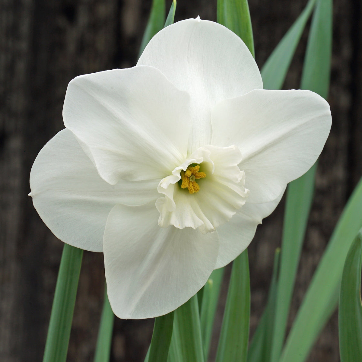 Love Poem - Special Narcissus - Fluwel