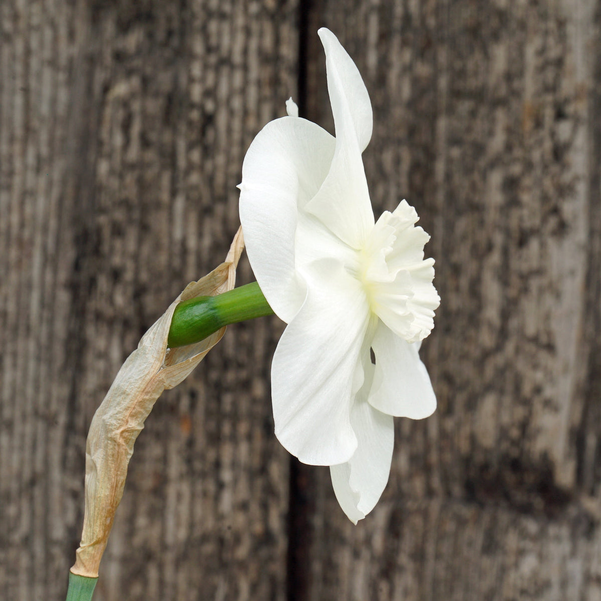 Love Poem - witte Small-cupped narcis - Fluwel
