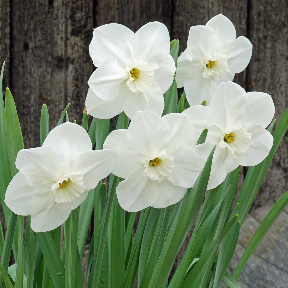 Love Poem - Special Narcissus - Fluwel