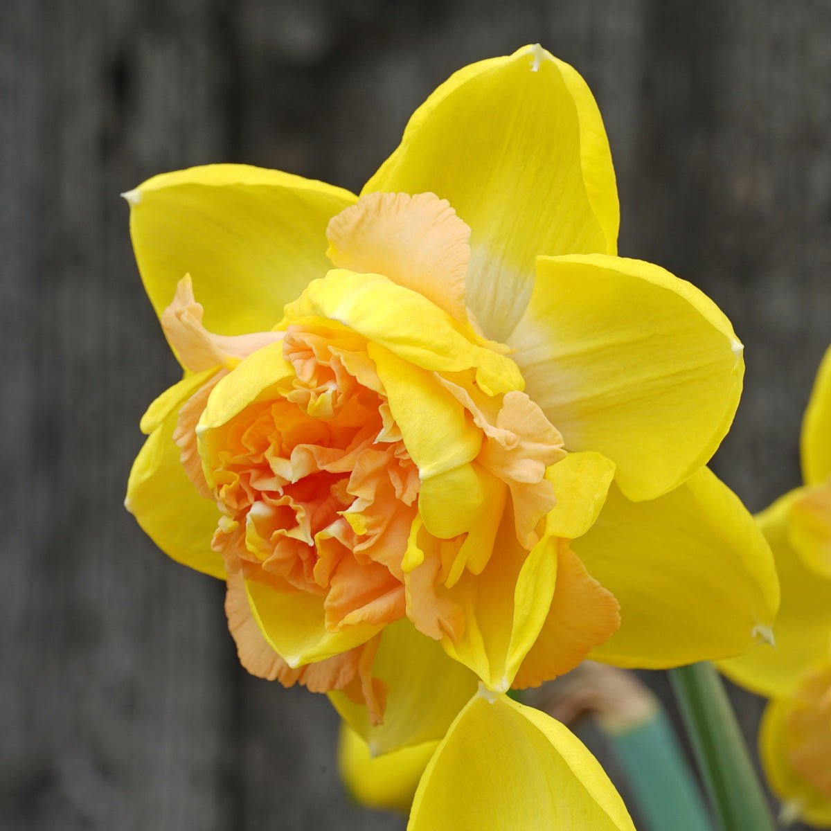 Lowena - geel-roze Double narcis - Fluwel