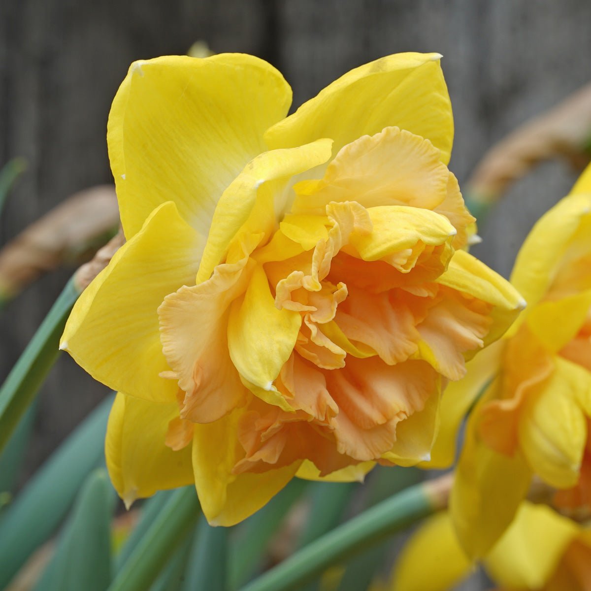 Lowena - geel-roze Double narcis - Fluwel