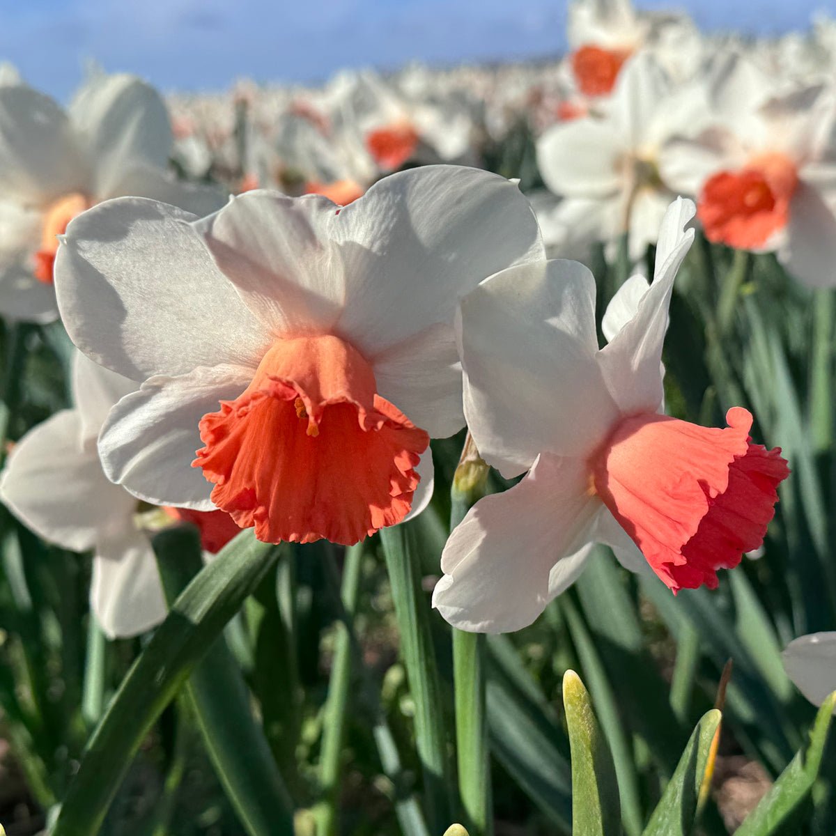 Magic Charm - Narcissus - Fluwel