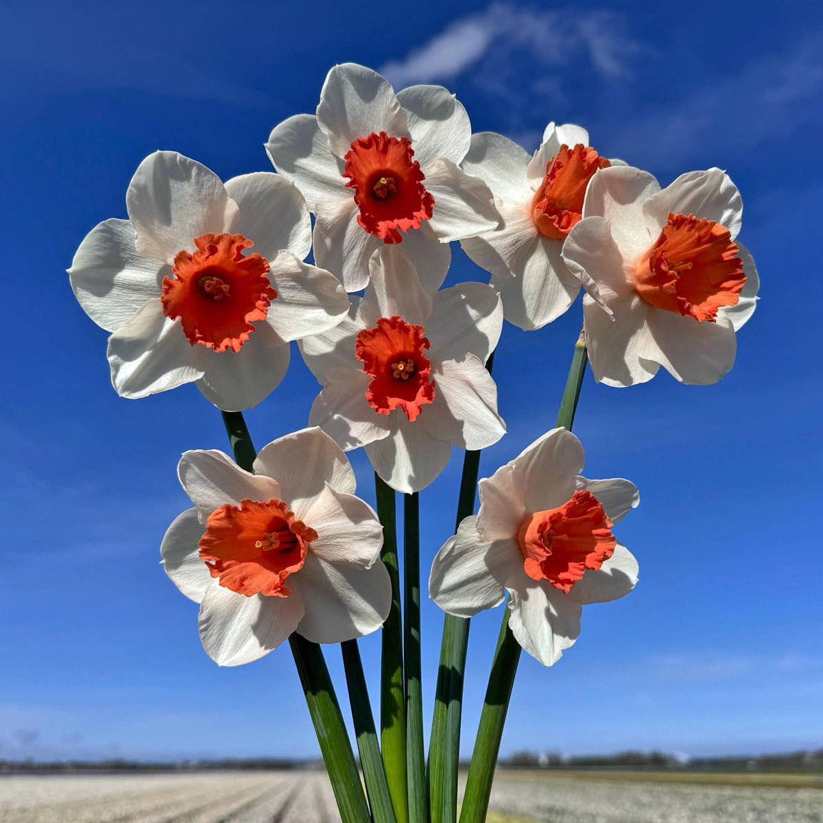 Magic Charm - Narcissus - Fluwel