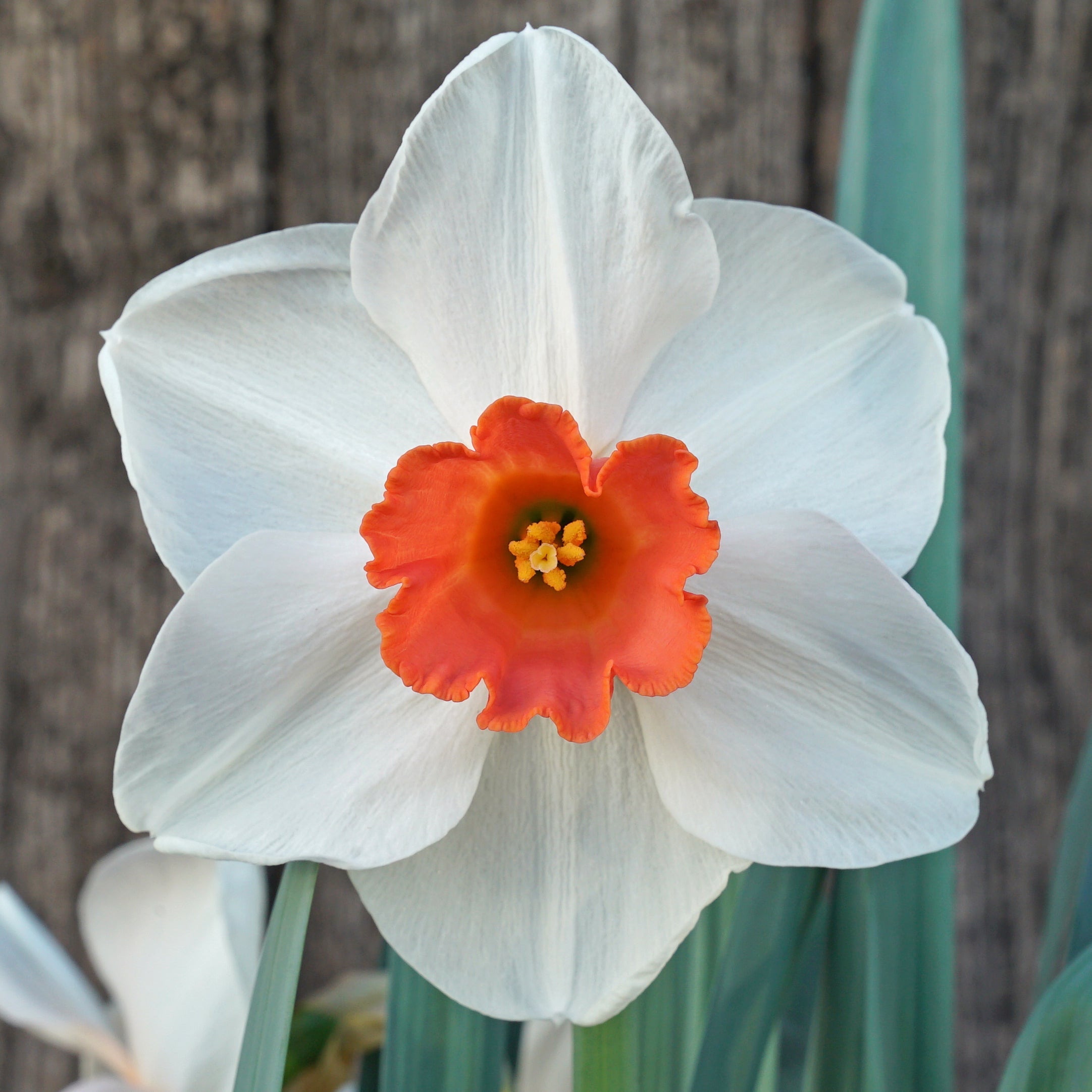 Magician's Choice - Special Narcissus - Fluwel