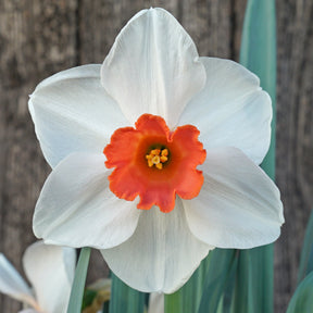 Magician's Choice - Special Narcissus - Fluwel
