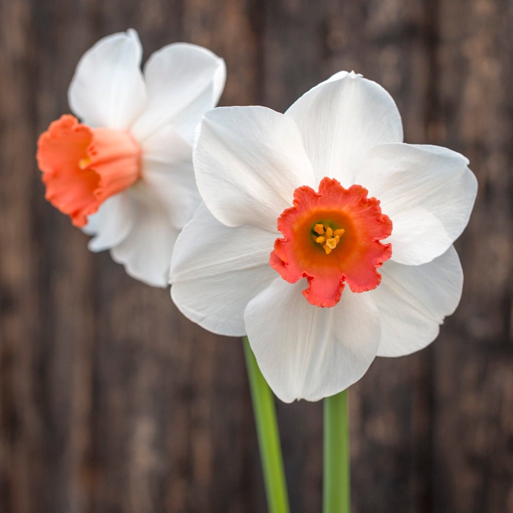 Magician's Choice - Large-cupped narcis - Fluwel
