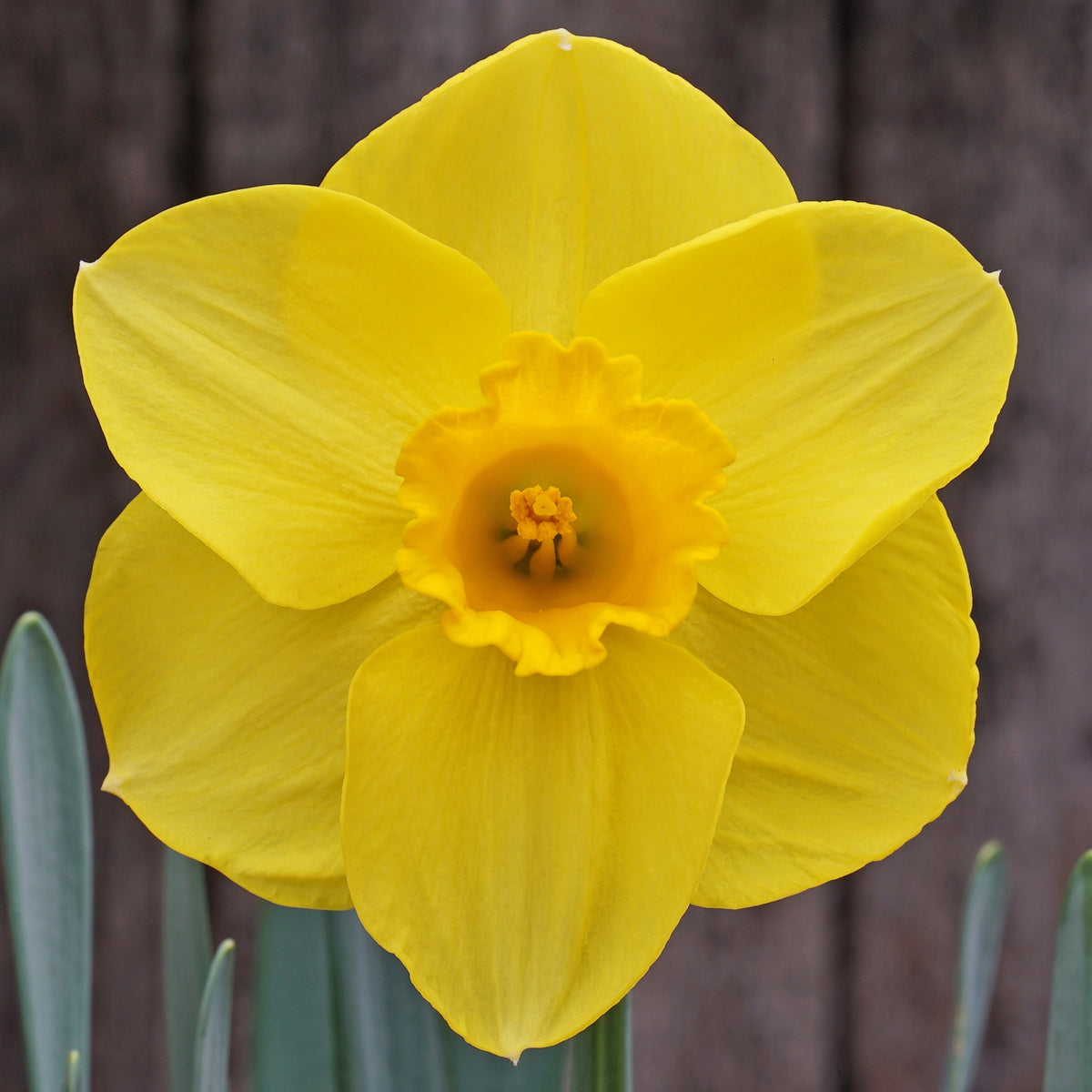 Majestic Gold - gele Trumpet narcis - Fluwel