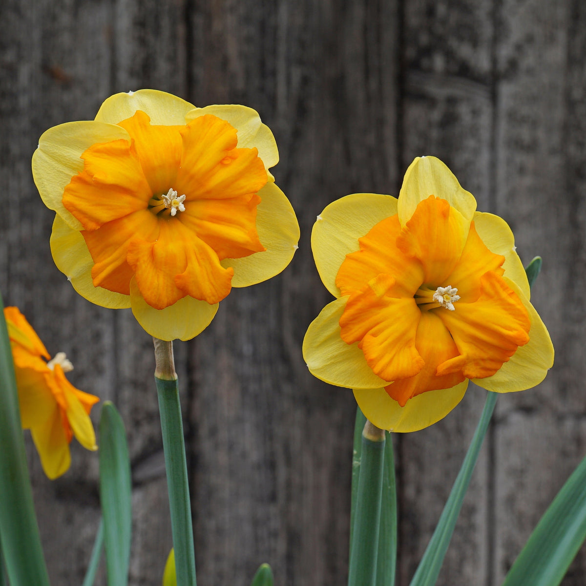 Maria Pia - geel-oranje-rode Split-cupped narcis - Fluwel