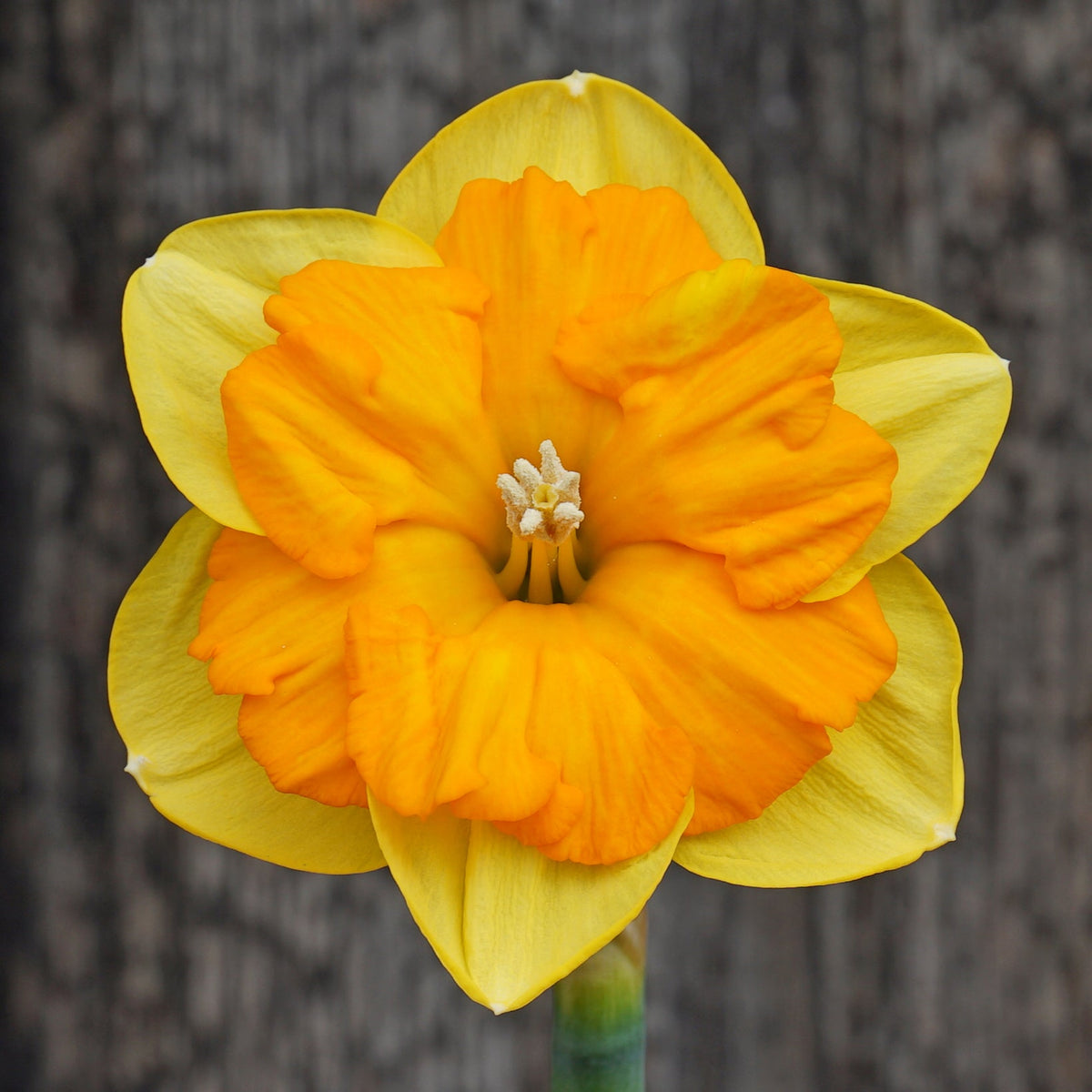 Maria Pia - geel-oranje-rode Split-cupped narcis - Fluwel