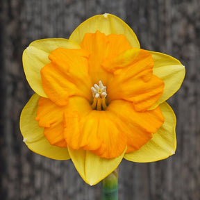 Maria Pia - Special Narcissus - Fluwel
