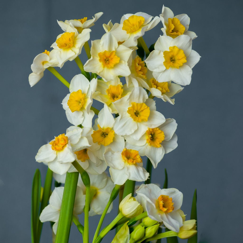 Marisol - wit-oranje Tazetta narcis - Fluwel