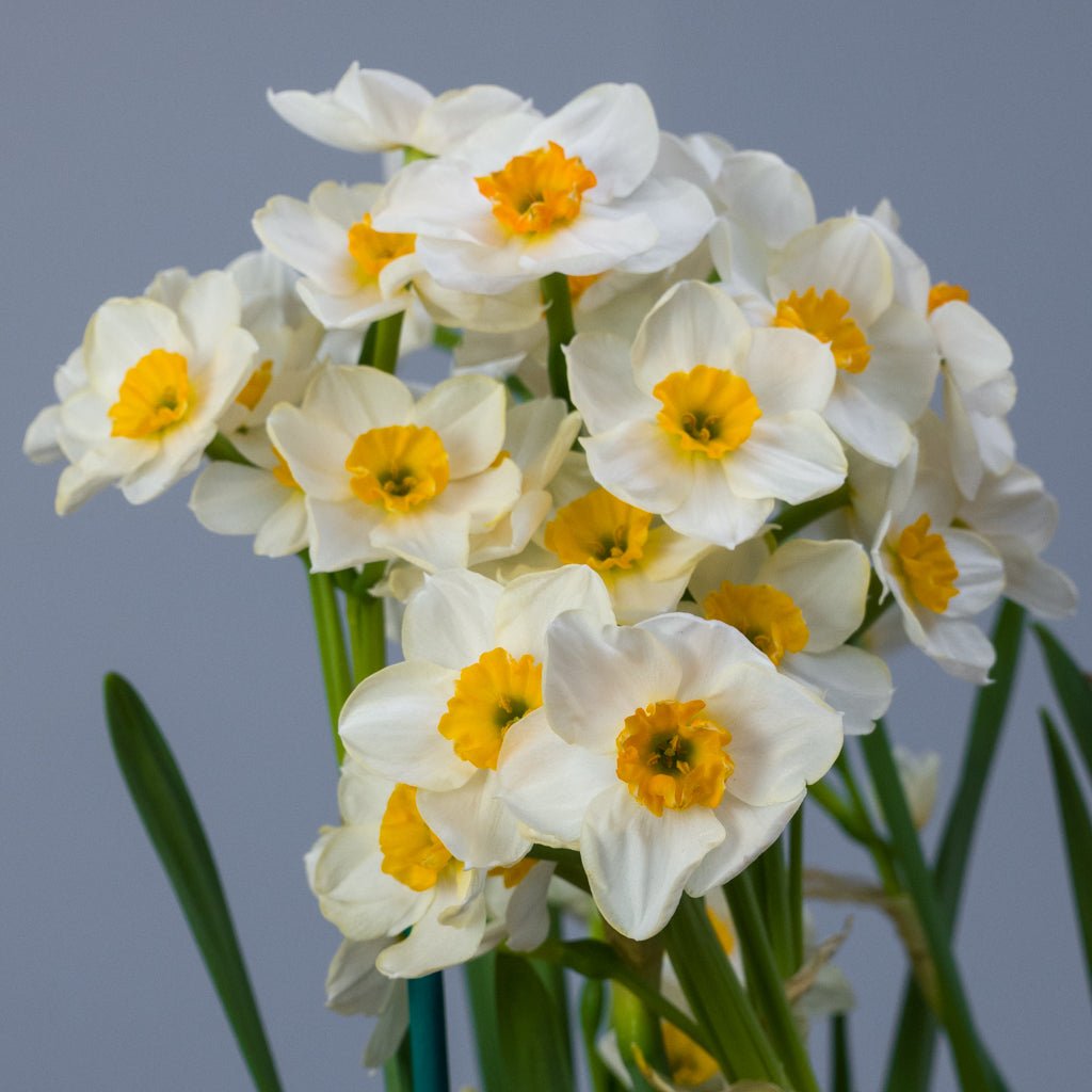Marisol - wit-oranje Tazetta narcis - Fluwel