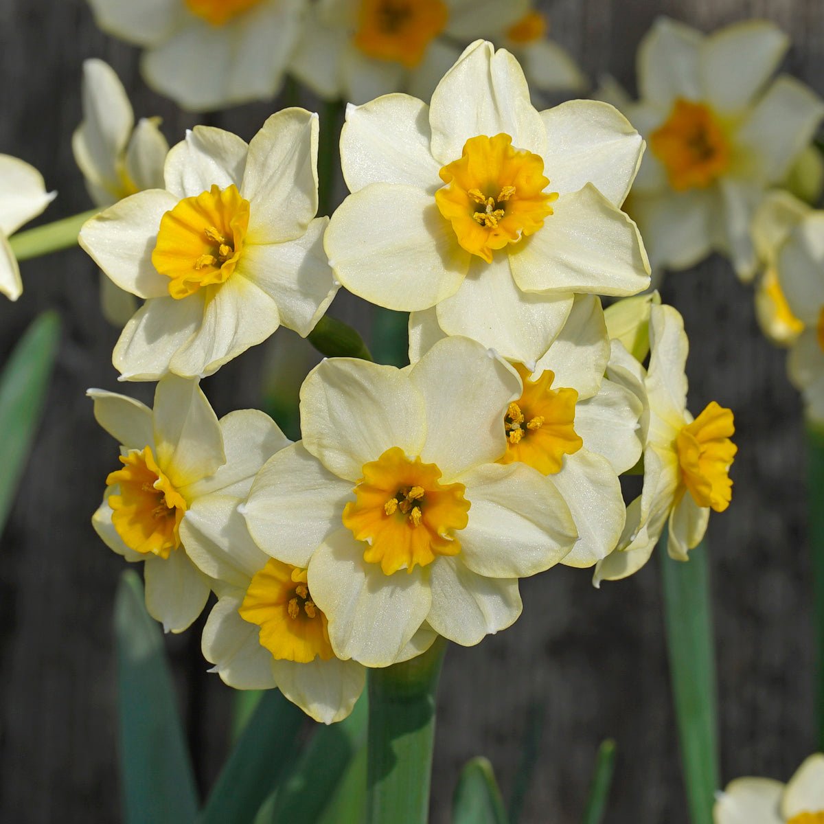 Marisol - Special Narcissus - Fluwel