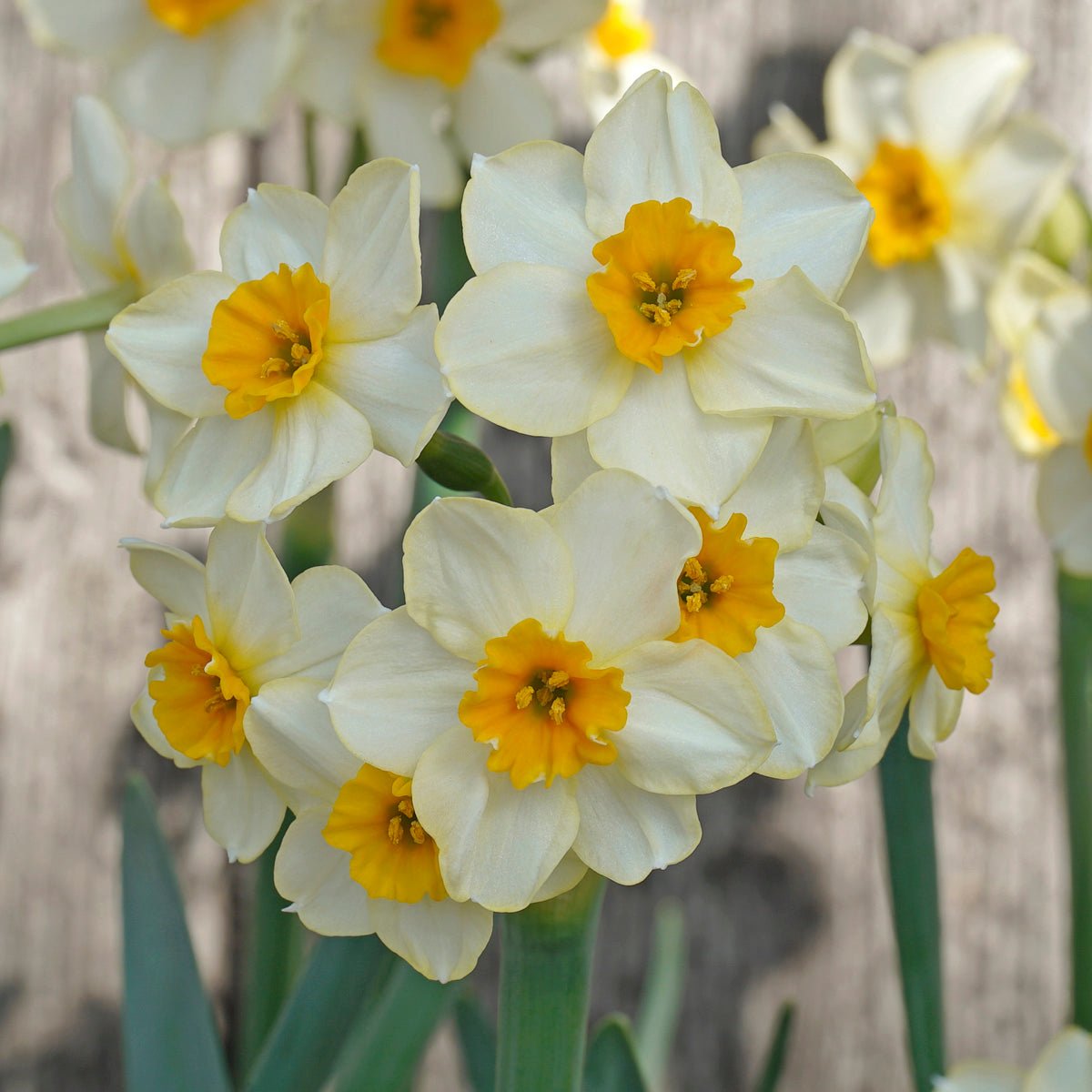 Marisol - wit-oranje Tazetta narcis - Fluwel
