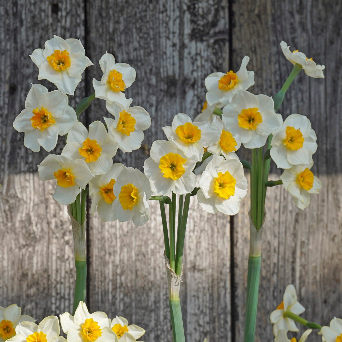 Marisol - wit-oranje Tazetta narcis - Fluwel