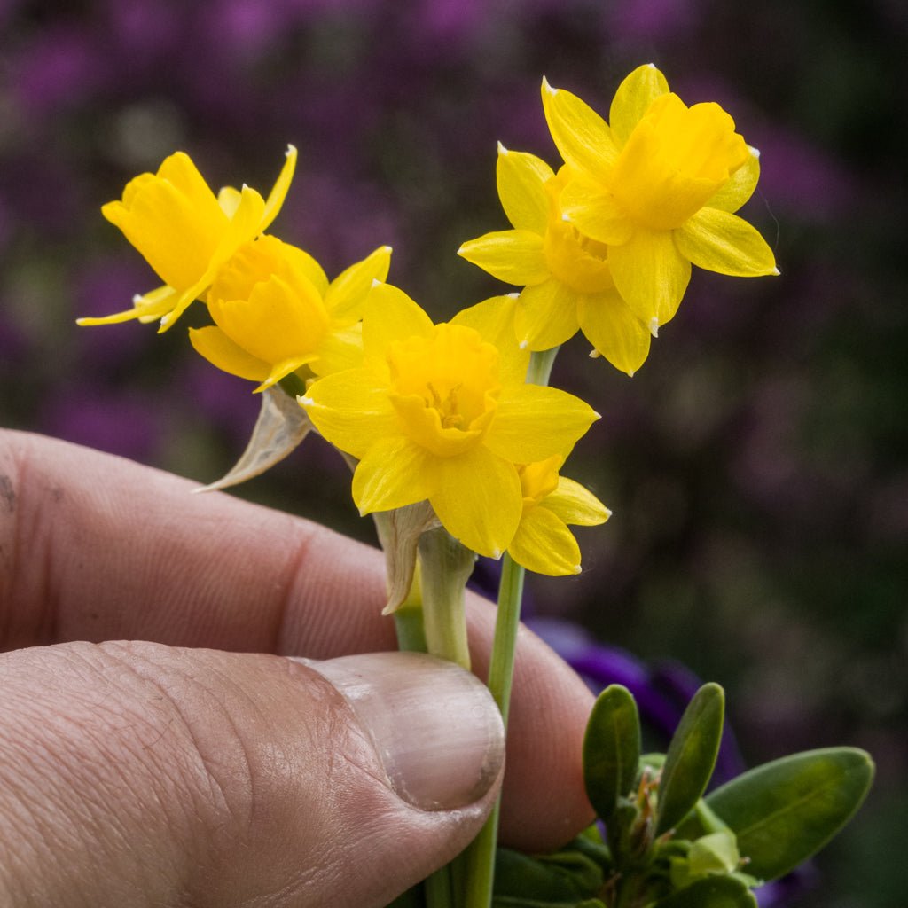 Medway Gold - gele Jonquilla narcis - Fluwel