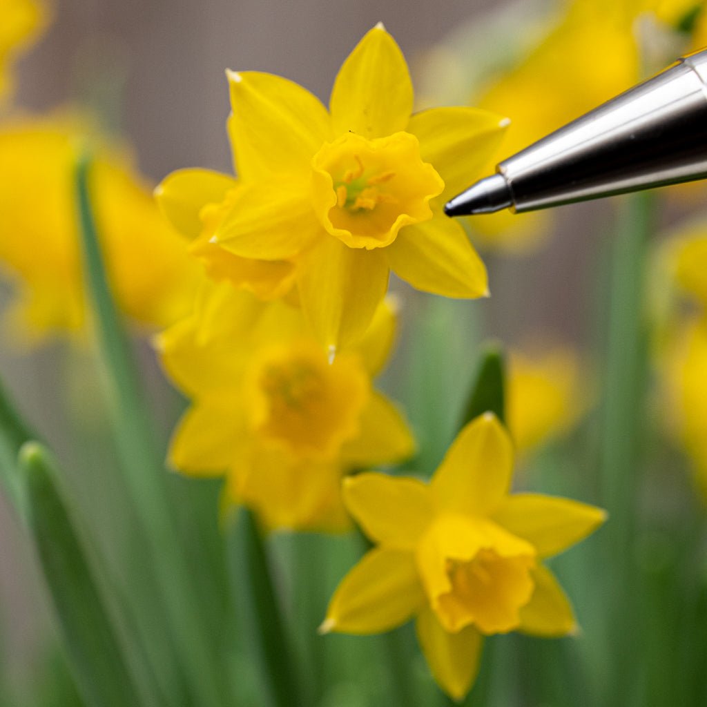 Medway Gold - gele Jonquilla narcis - Fluwel