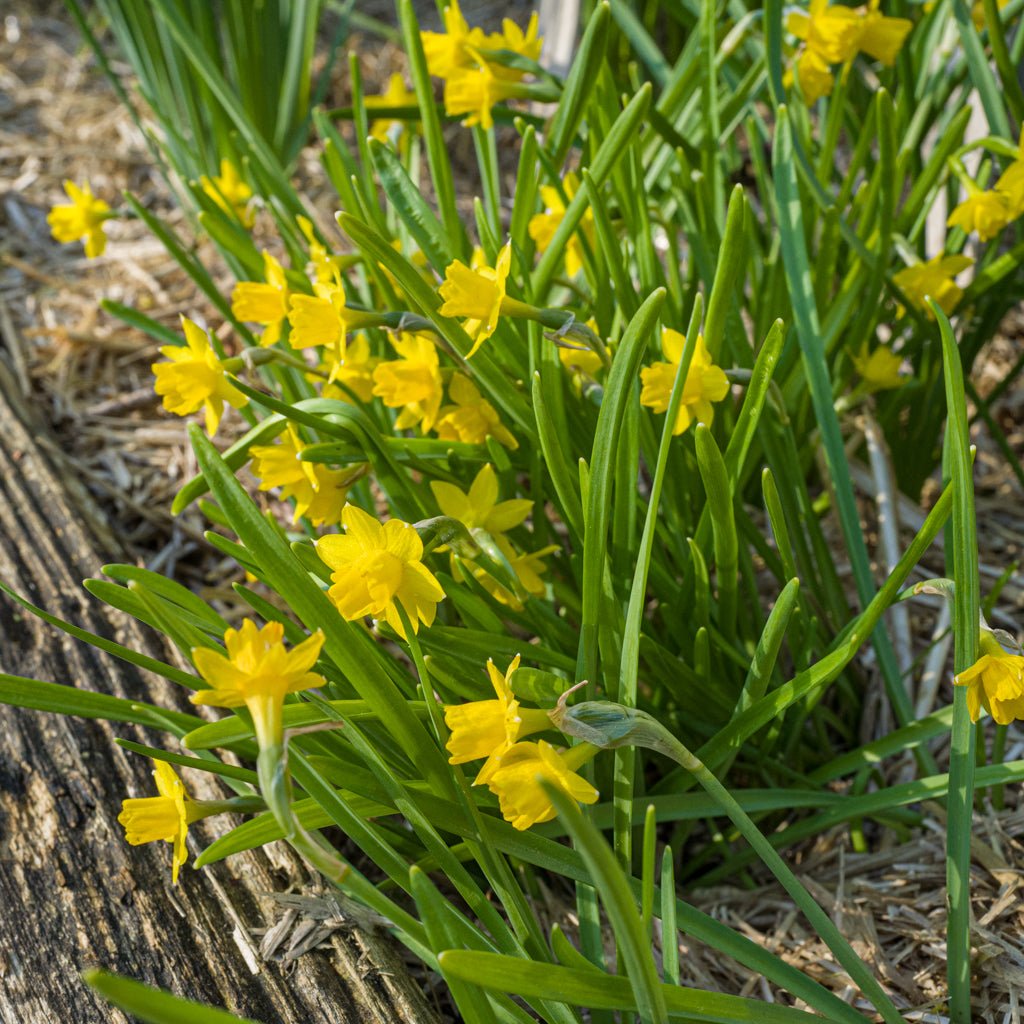 Medway Gold - gele Jonquilla narcis - Fluwel