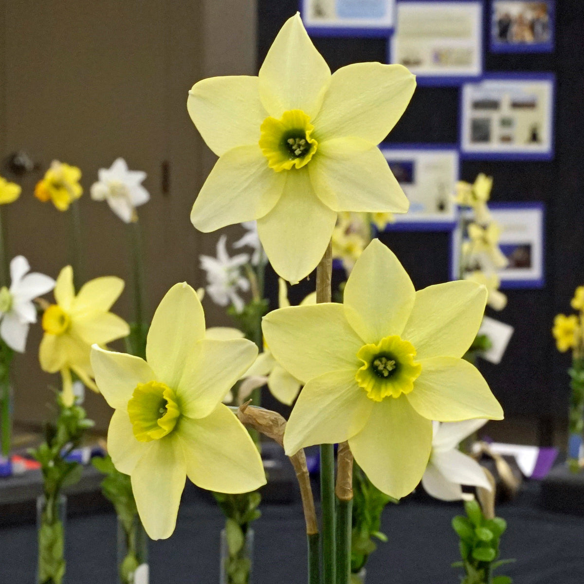 Mesa Verde - Narcissus - Fluwel