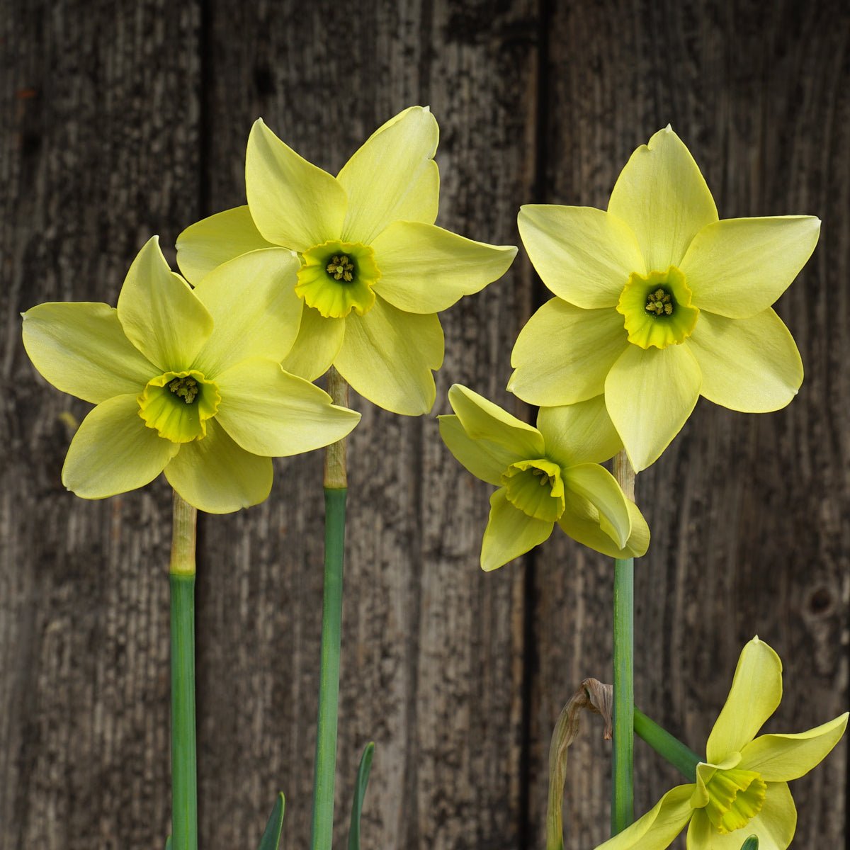 Mesa Verde - Narcissus - Fluwel