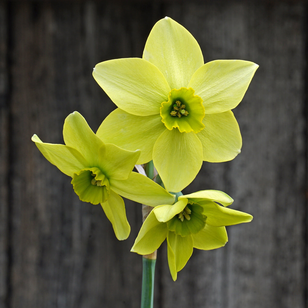 Mesa Verde - groene narcis - Fluwel
