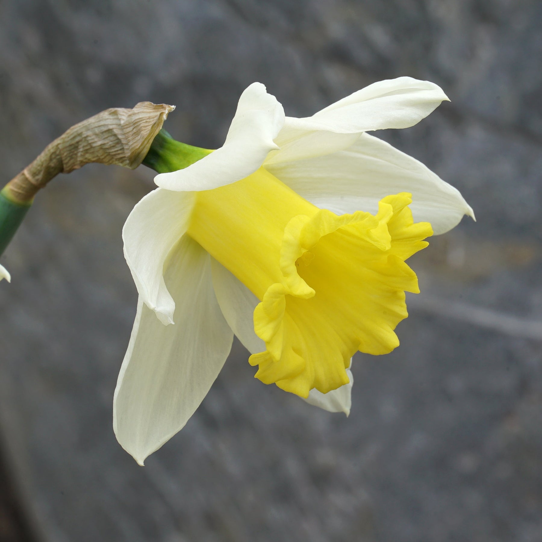 Meylor - Narcissus - Fluwel