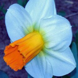 Millenium Orange - wit-oranje Trumpet narcis - Fluwel