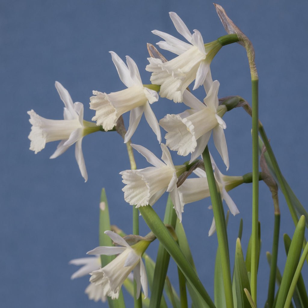 Mini Pearl - witte narcis - Fluwel