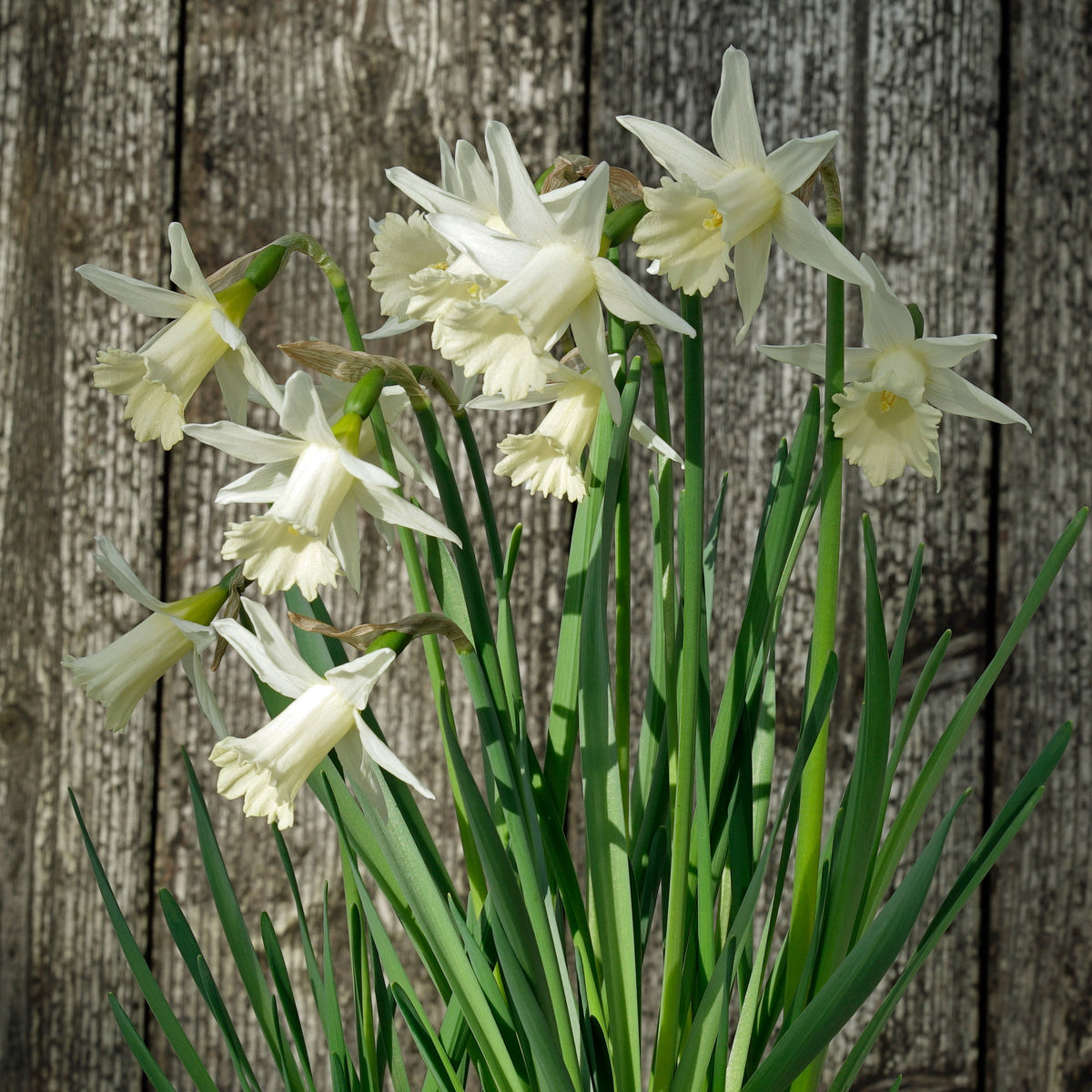 Mini Pearl - witte narcis - Fluwel