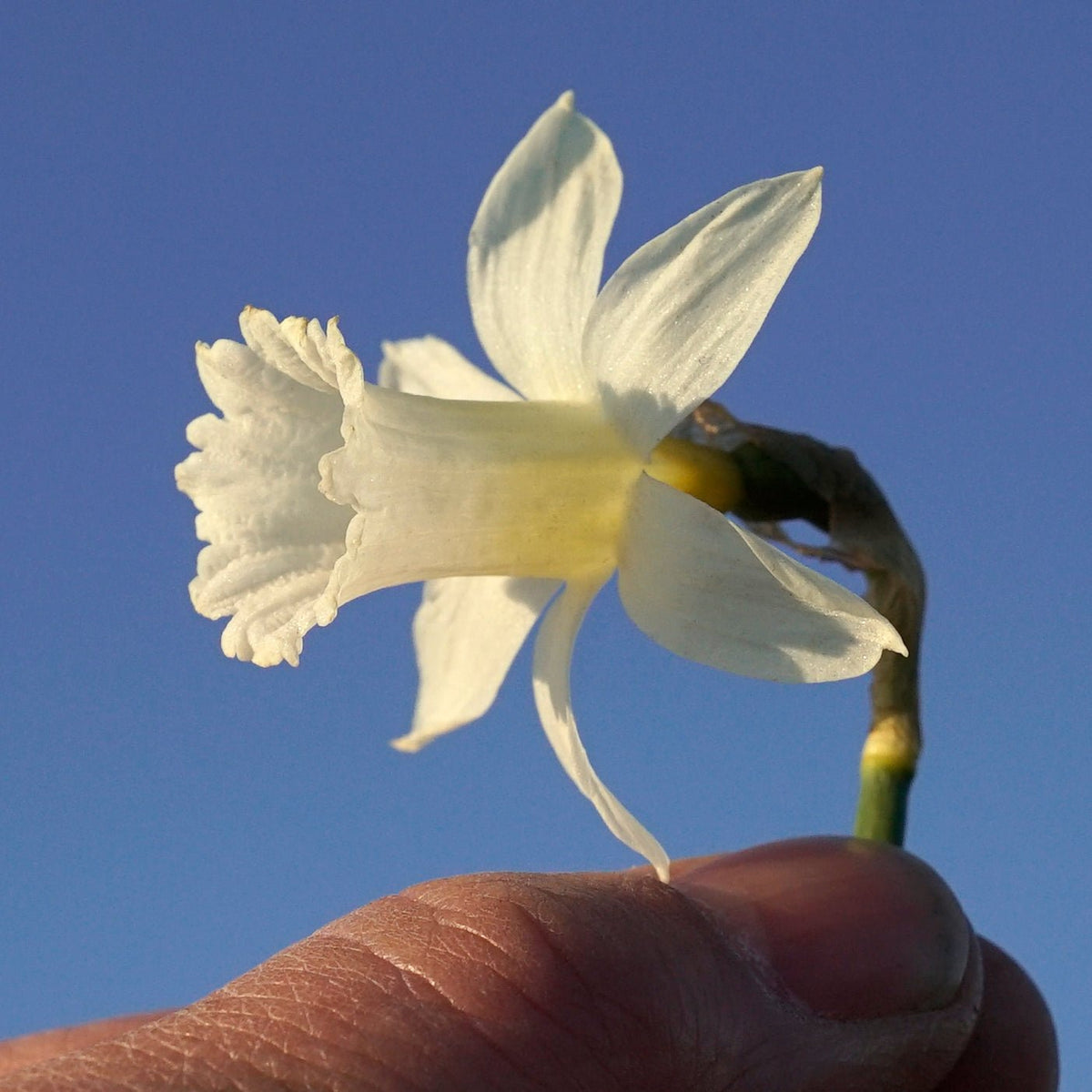Mini Pearl - witte narcis - Fluwel