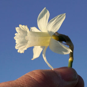Mini Pearl - Special Narcissus - Fluwel