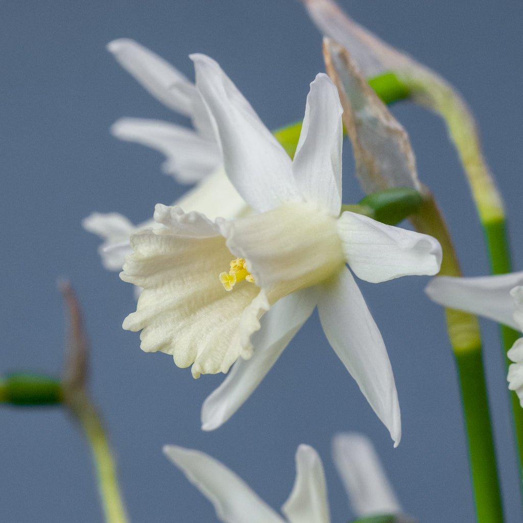 Mini Pearl - witte narcis - Fluwel
