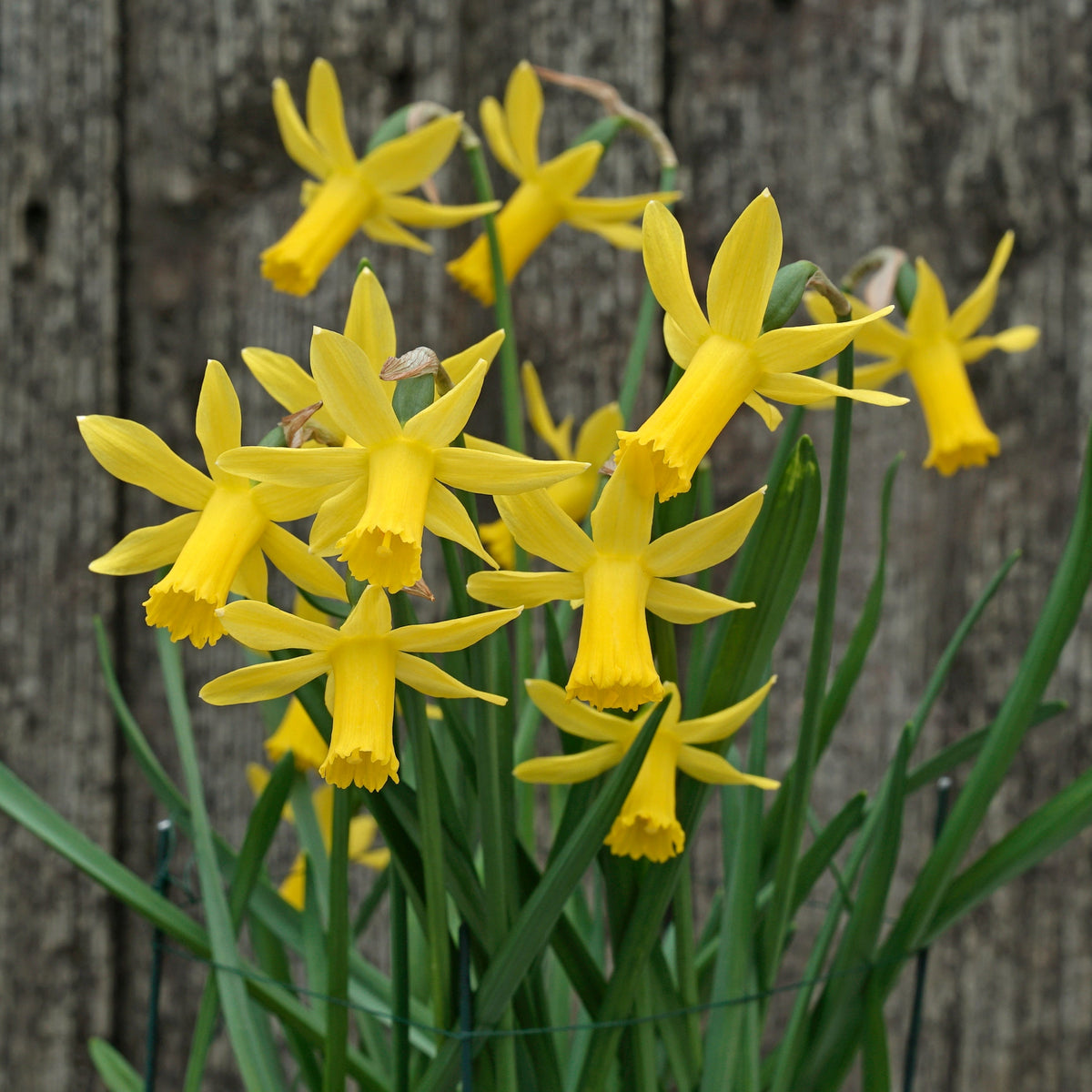 Minicycla Group - gele Cyclamineus narcis - Fluwel
