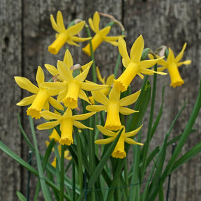 Minicycla Group - Special Narcissus - Fluwel
