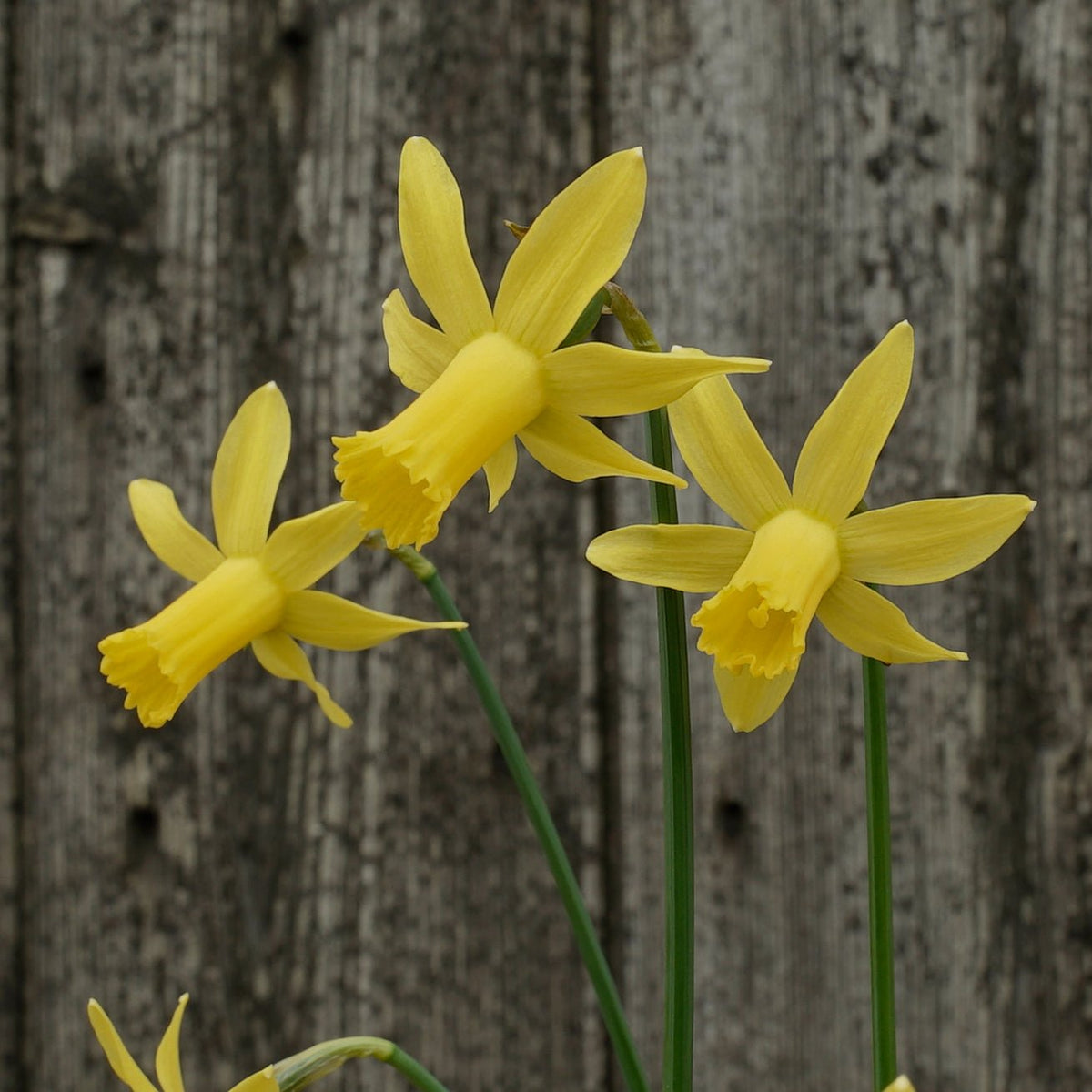 Minicycla Group - Special Narcissus - Fluwel