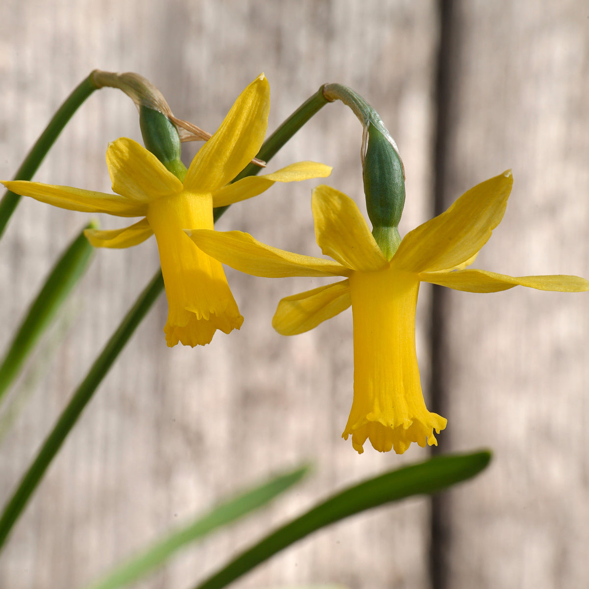 Minicycla Group - gele Cyclamineus narcis - Fluwel