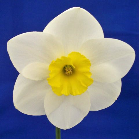 Moon Shadow - Special Narcissus - Fluwel