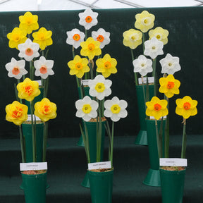 Moon Shadow - Special Narcissus - Fluwel