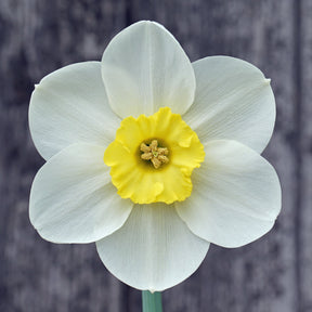 Moon Shadow - Special Narcissus - Fluwel