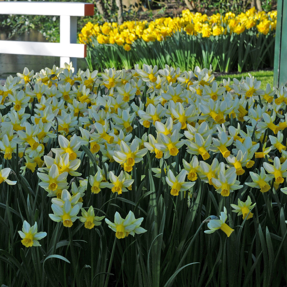 Mother Duck - Narcissus - Fluwel