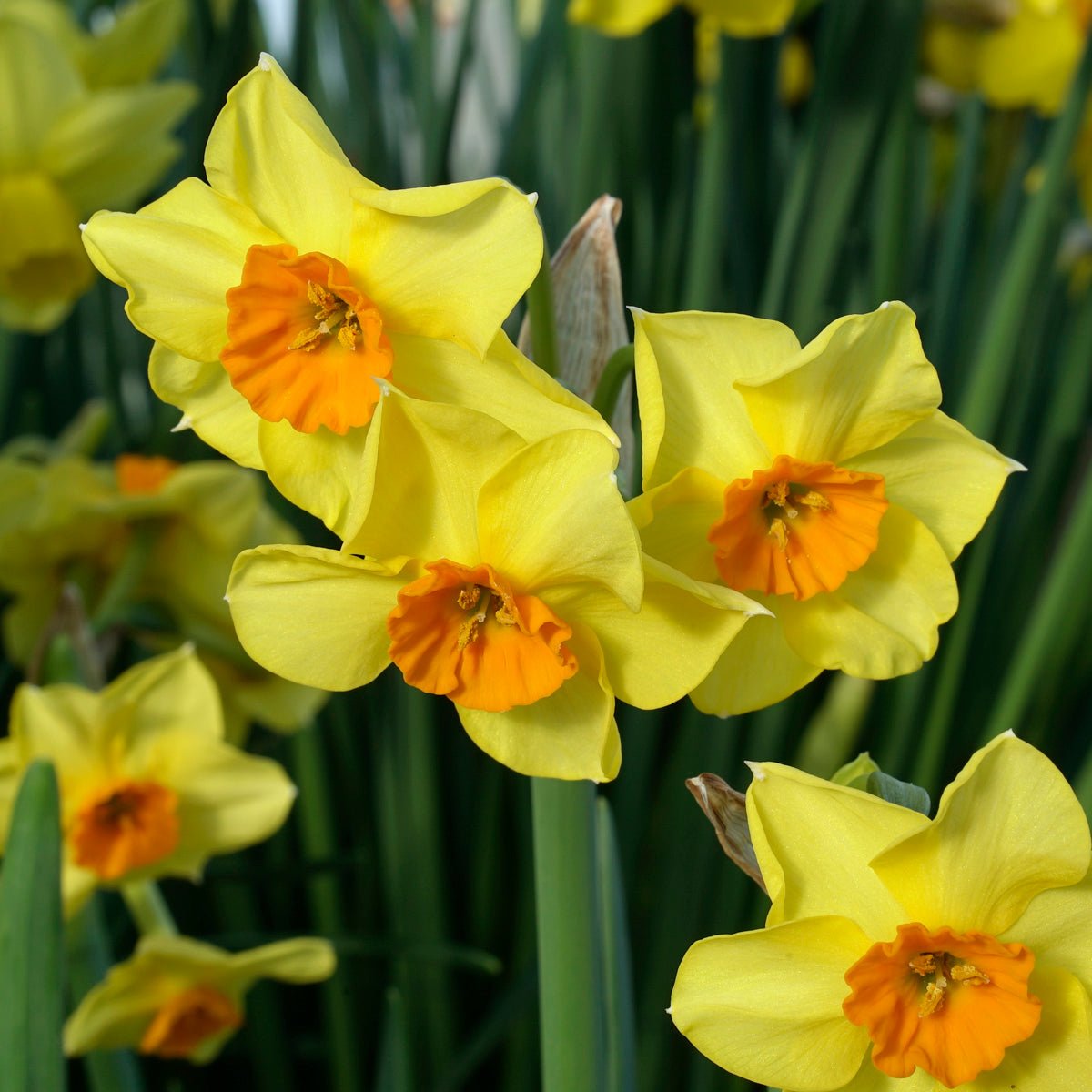 Motmot - Special Narcissus - Fluwel