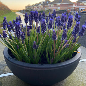 Muscari Night Eyes - Spring specialty bulbs - Fluwel