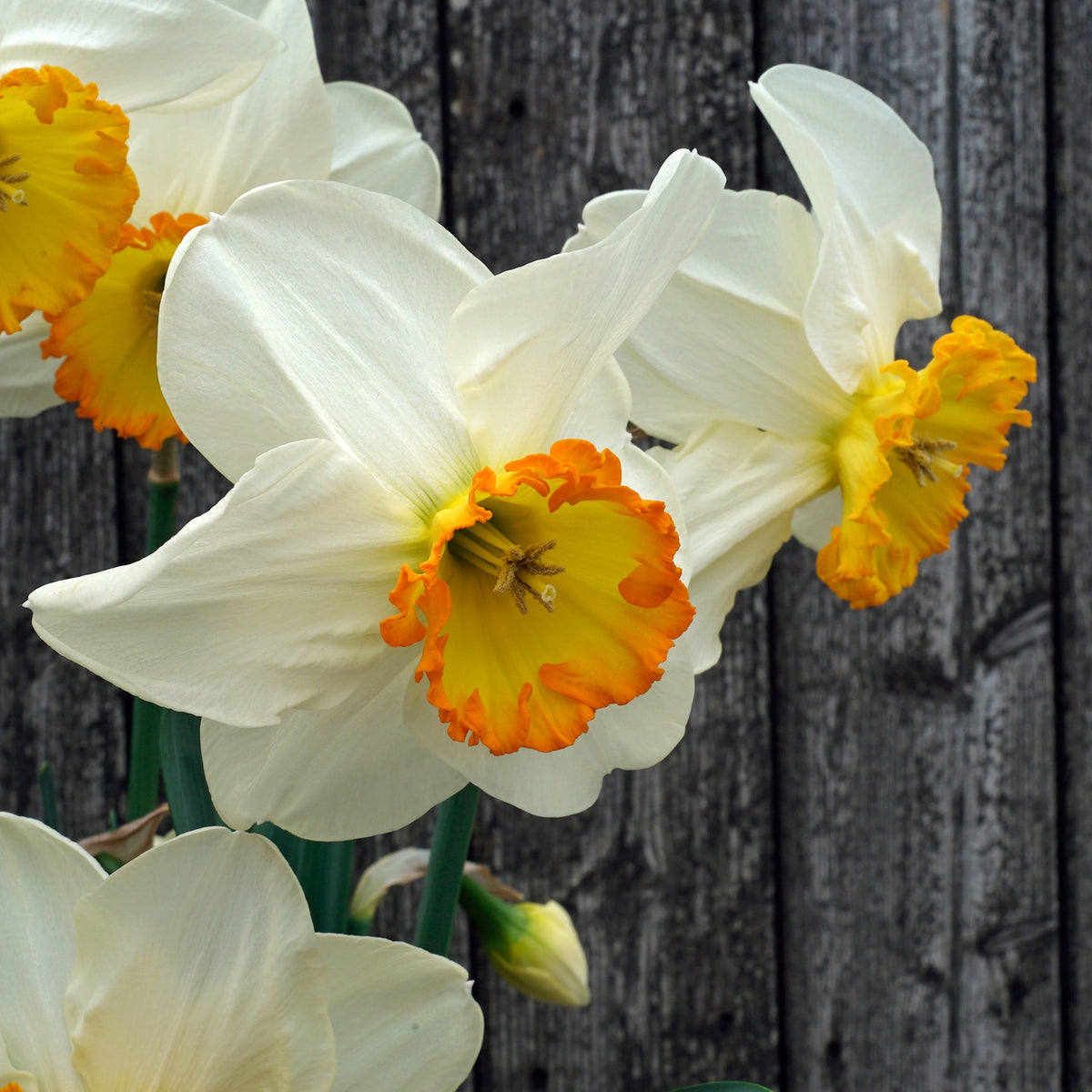 Muy Bien - wit-oranje-rode Large-cupped narcis - Fluwel