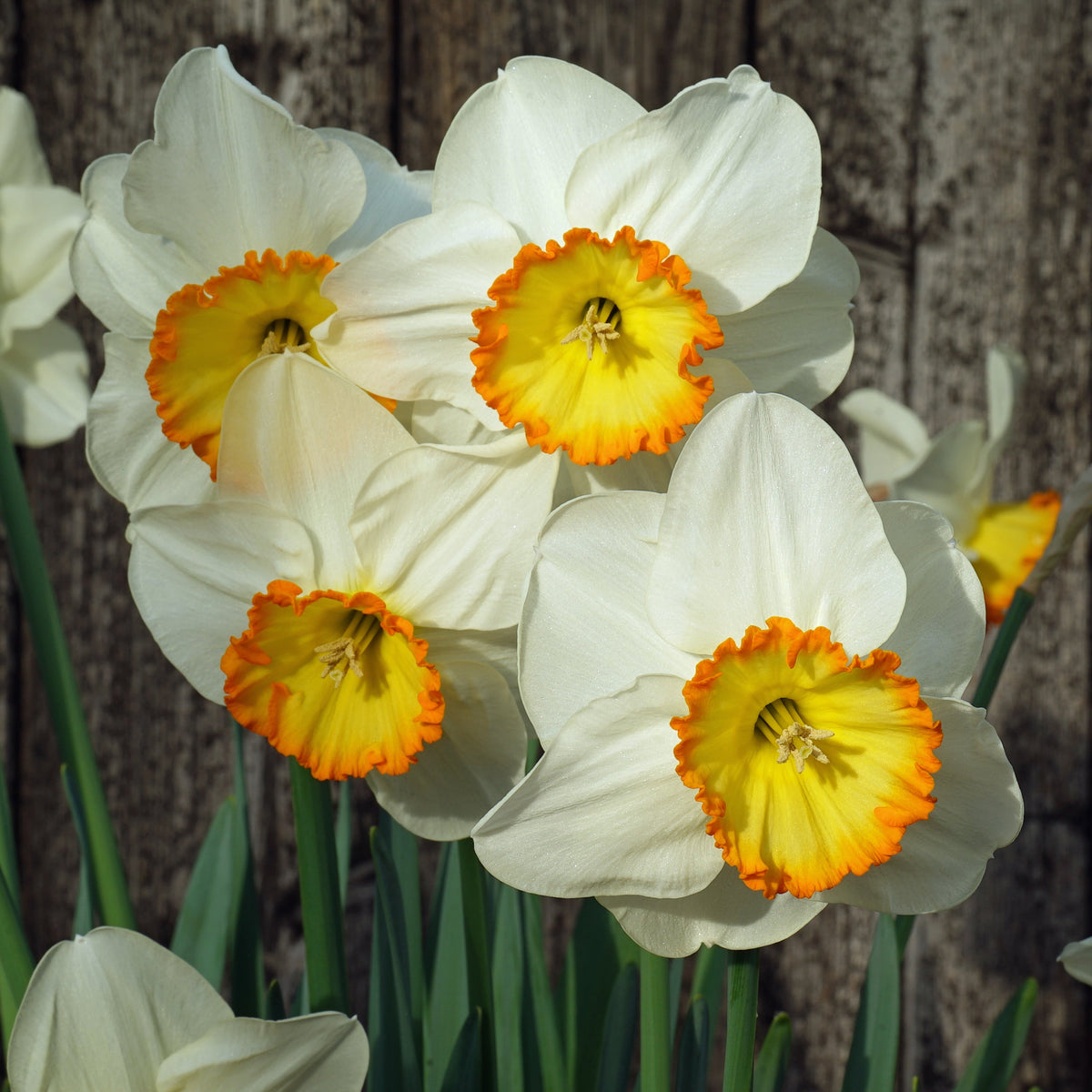 Muy Bien - Special Narcissus - Fluwel