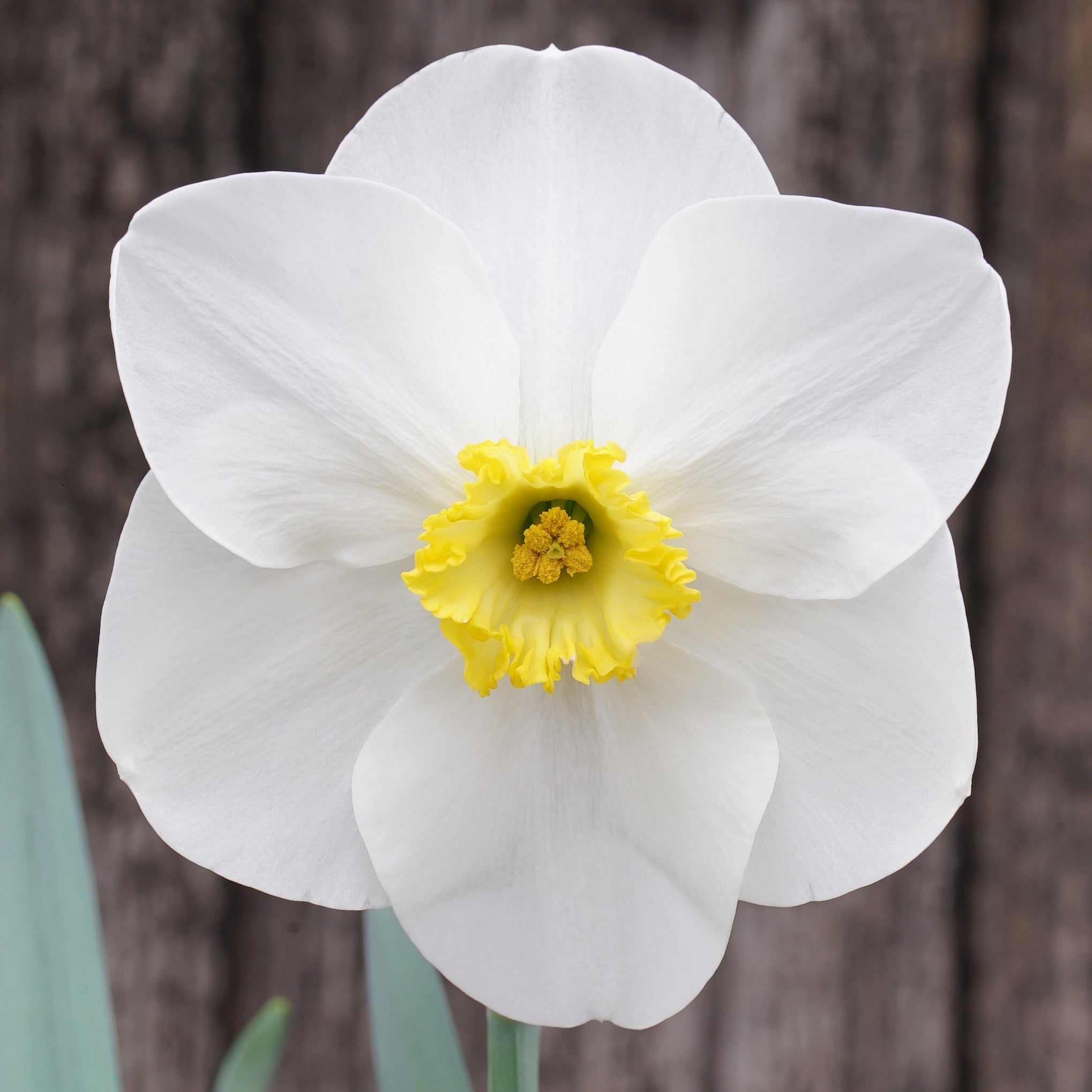 Netherwood Marsh - Special Narcissus - Fluwel