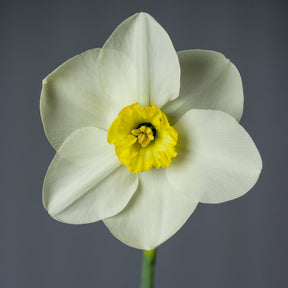 Netherwood Marsh - Special Narcissus - Fluwel