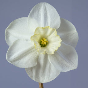 Netherwood Marsh - Special Narcissus - Fluwel