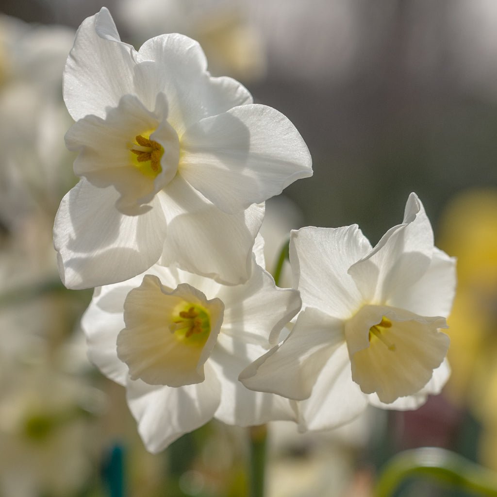 Nico - Special Narcissus - Fluwel