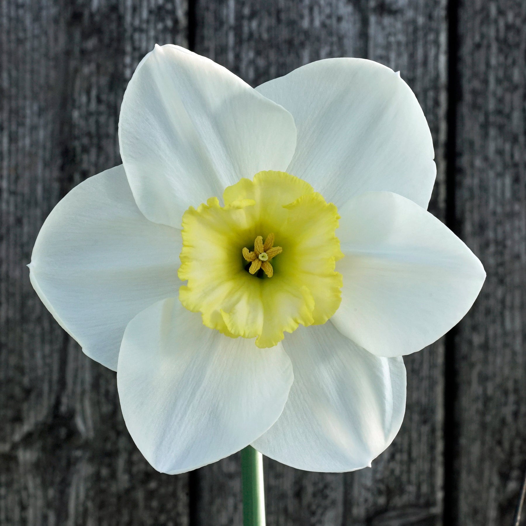 Night Circus - Special Narcissus - Fluwel