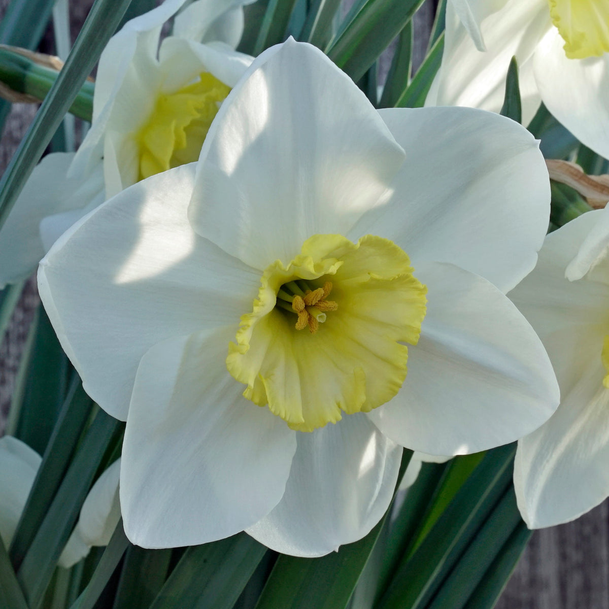 Night Circus - wit-gele Large-cupped narcis - Fluwel